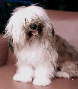 Bichon Havanais är en av de friskaste hundraserna