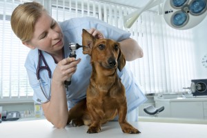 veterinarian doctor