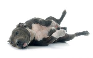 puppy american staffordshire terrier in front of white background