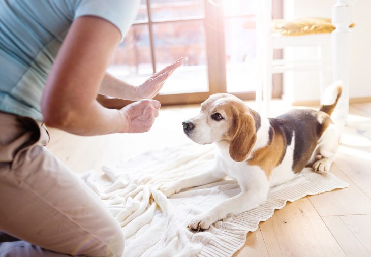 Belöna din hund med godis när den beter sig bra