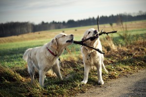 Two dogs