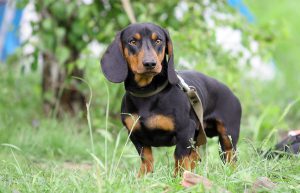 Standard-Dachshund