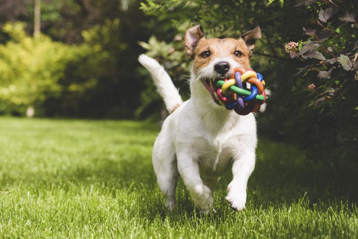 En aktiv hund lever längre
